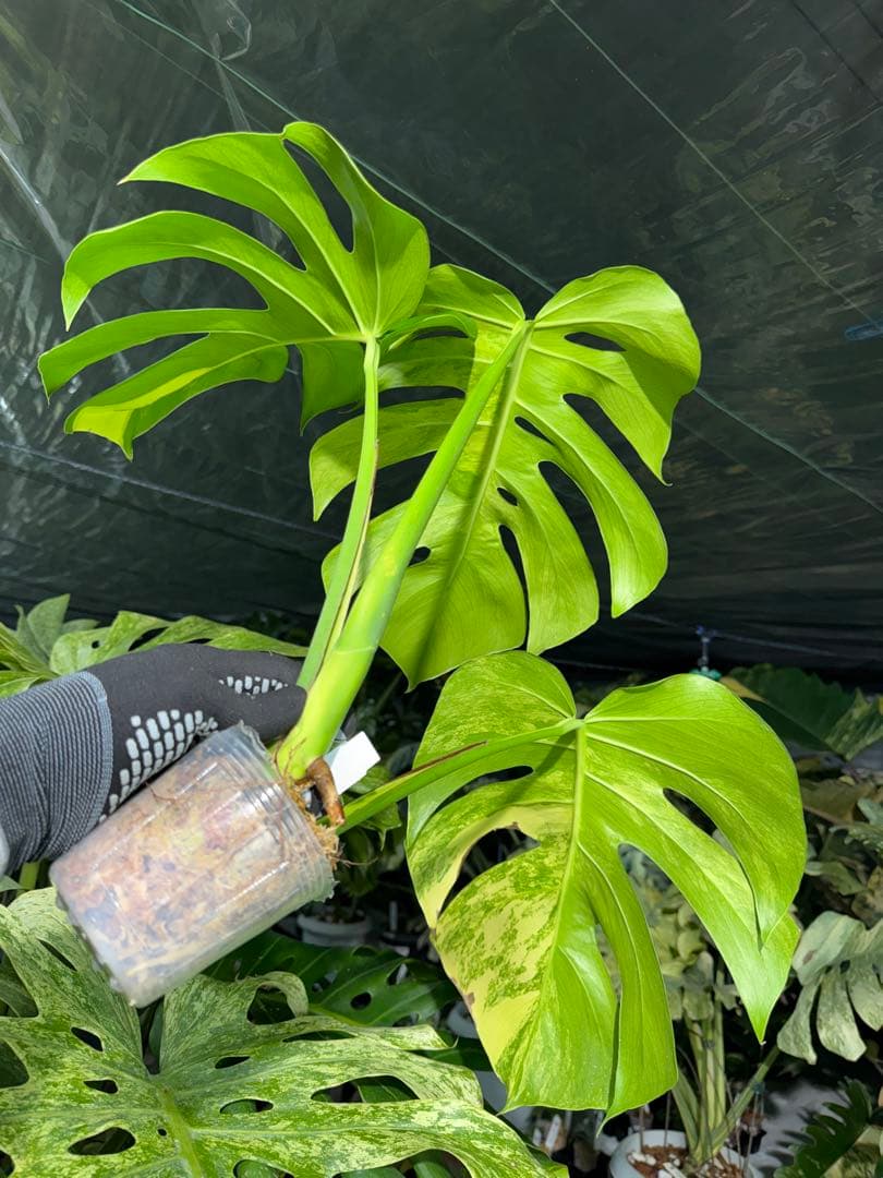 K3 モンステラ　ボルギシアナ　オーレア　黄斑　健康成長点カット苗