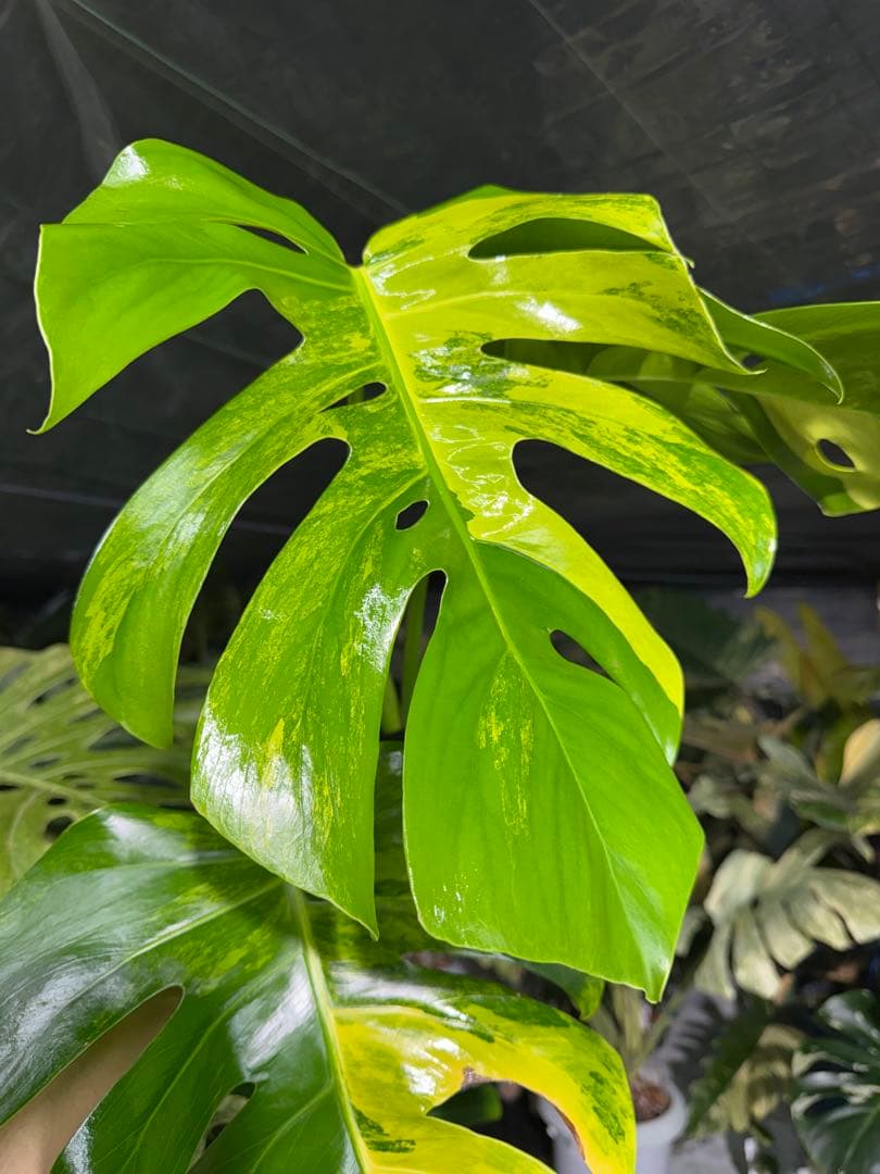 K3 モンステラ　ボルギシアナ　オーレア　黄斑　健康成長点カット苗