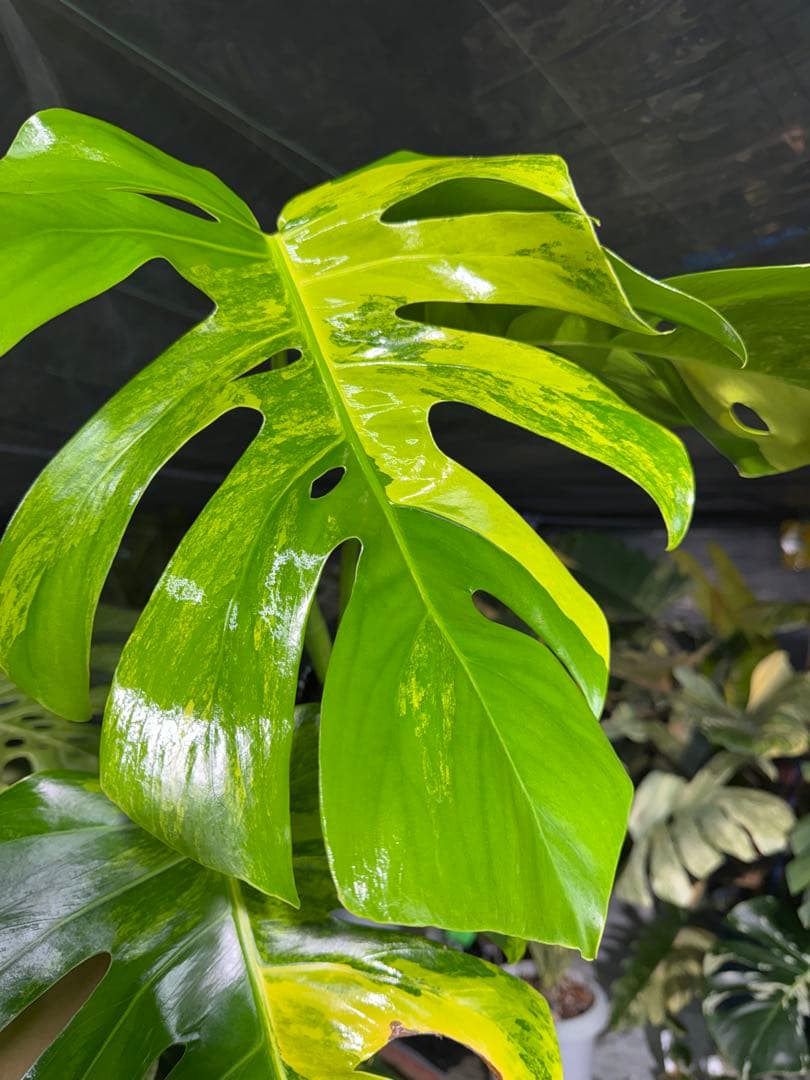 K3 モンステラ　ボルギシアナ　オーレア　黄斑　健康成長点カット苗