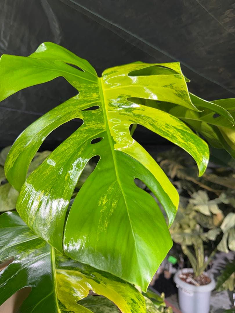 K3 モンステラ　ボルギシアナ　オーレア　黄斑　健康成長点カット苗