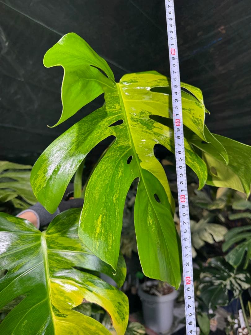 K3 モンステラ　ボルギシアナ　オーレア　黄斑　健康成長点カット苗