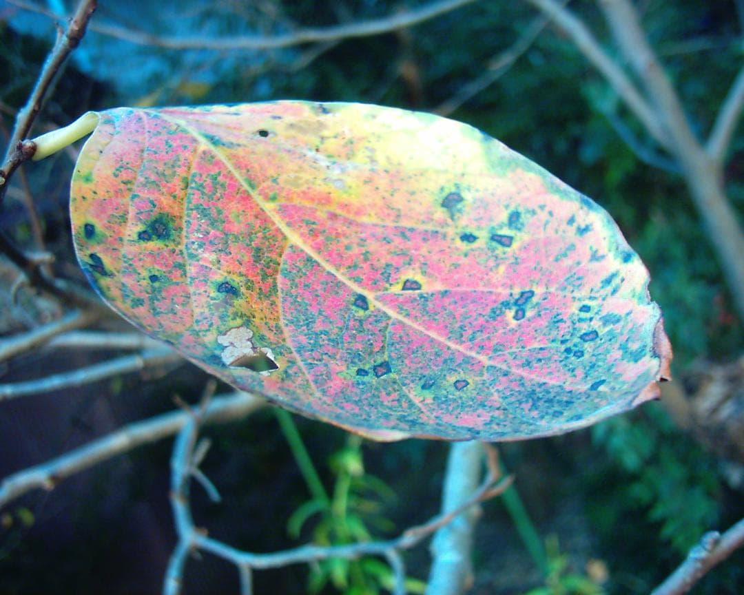 【動作確認済み】Che-ez! Tinio トイデジカメ