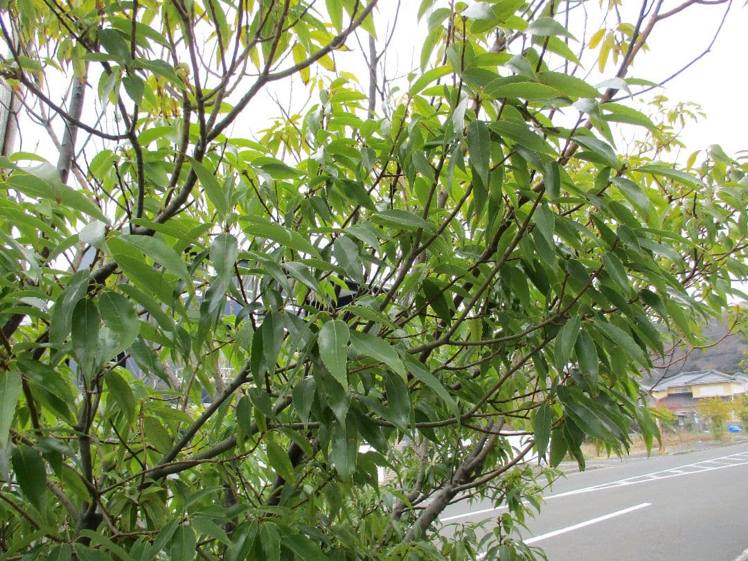 ⭐️美品⭐️Canon IXY200 コンデジ オールド レッド 動作確認済