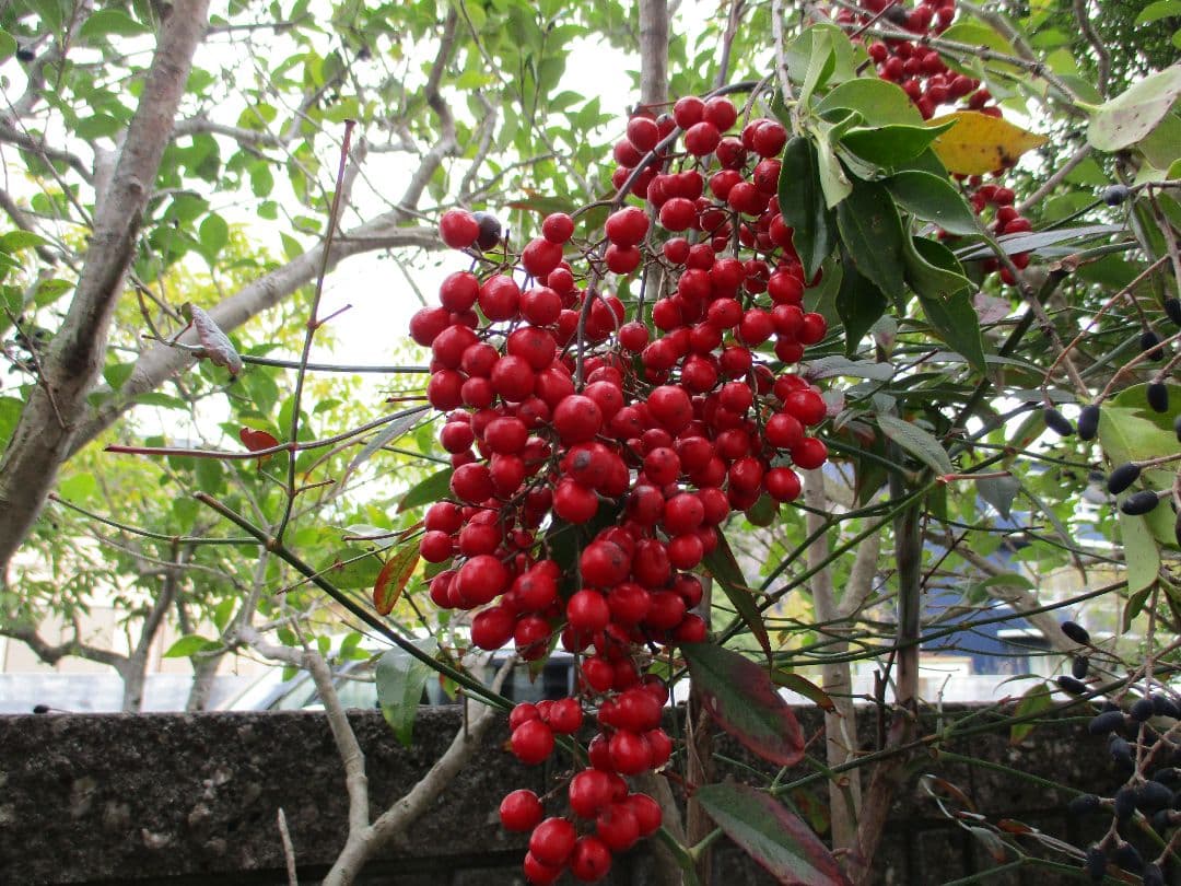 ⭐️美品⭐️Canon IXY200 コンデジ オールド レッド 動作確認済