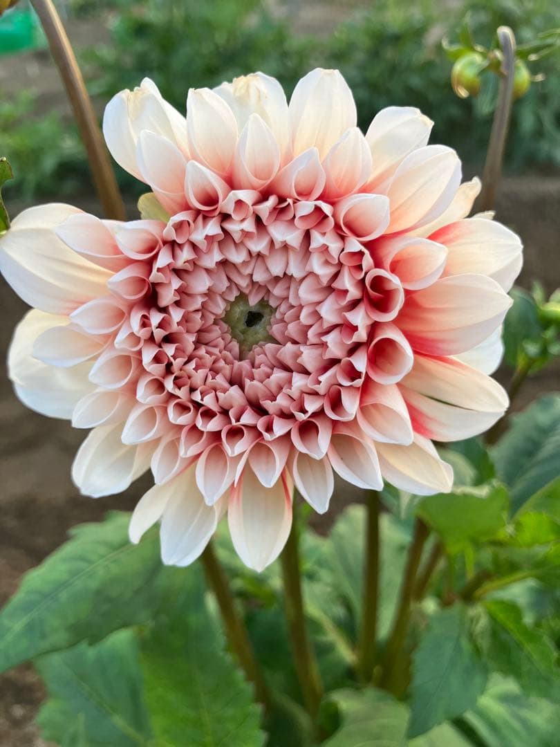 ダリア球根✨✨声がわり✨✨一球