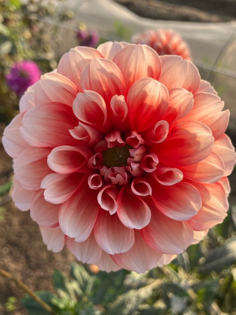 ダリア球根✨✨声がわり✨✨一球