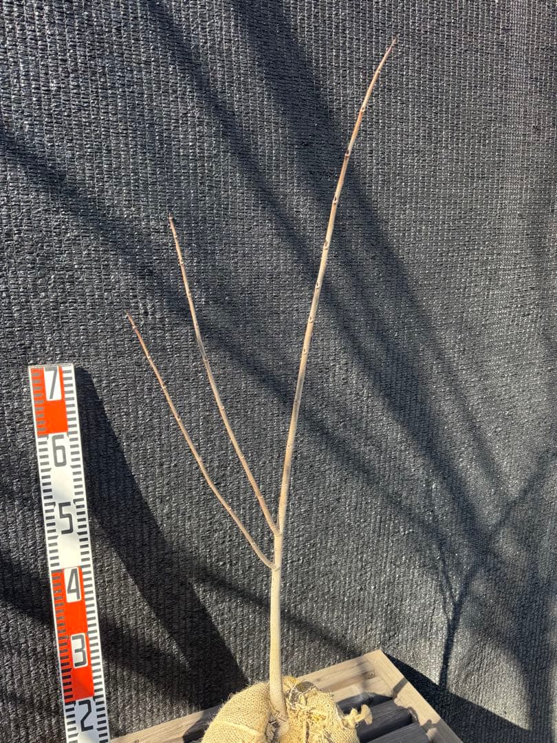 ポポー　【品番3553】