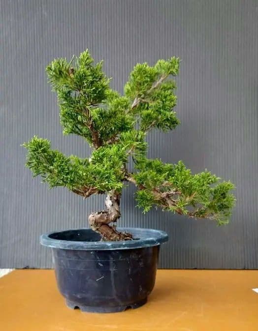 中品糸魚川真柏盆栽 11-1
