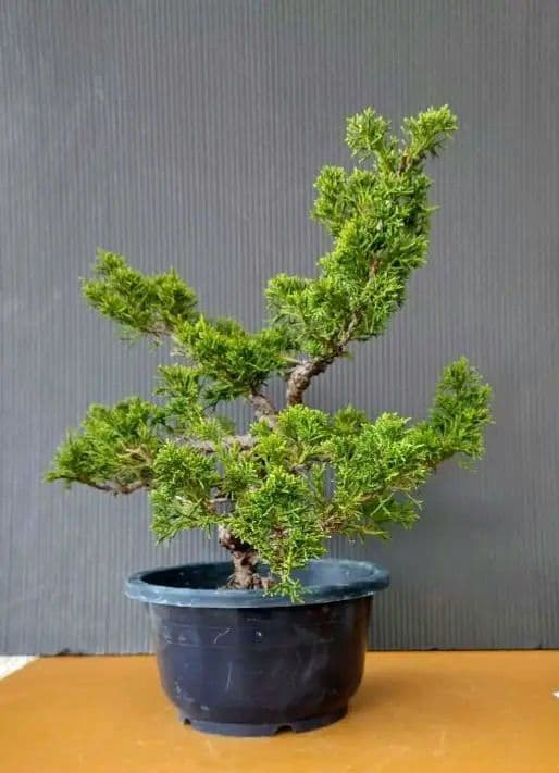 中品糸魚川真柏盆栽 11-1