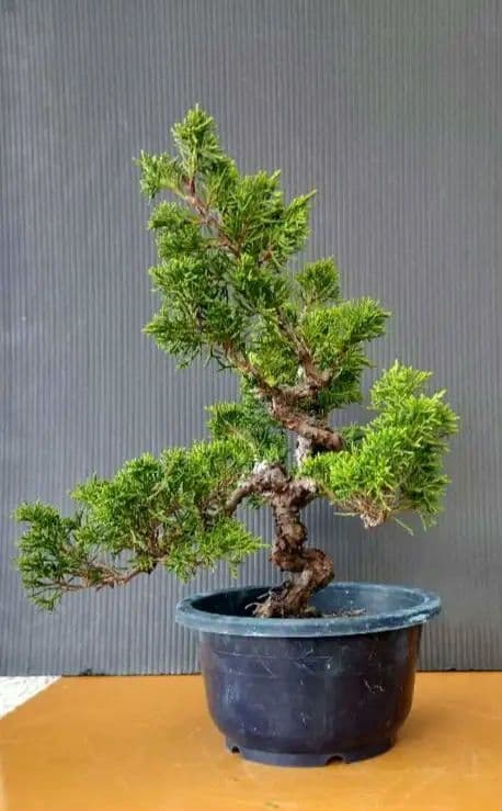 中品糸魚川真柏盆栽 11-1