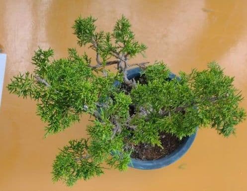 中品糸魚川真柏盆栽 11-1