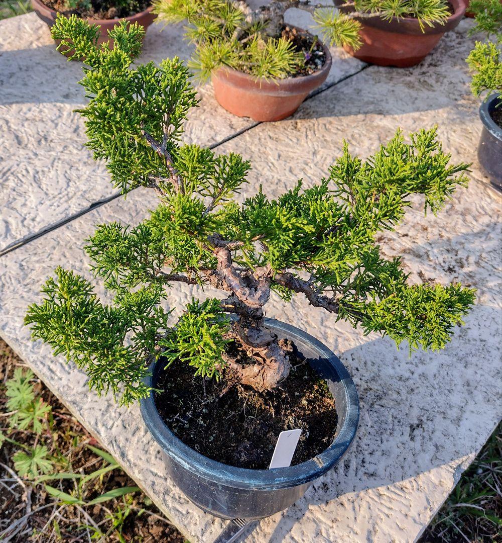 中品糸魚川真柏盆栽 11-1