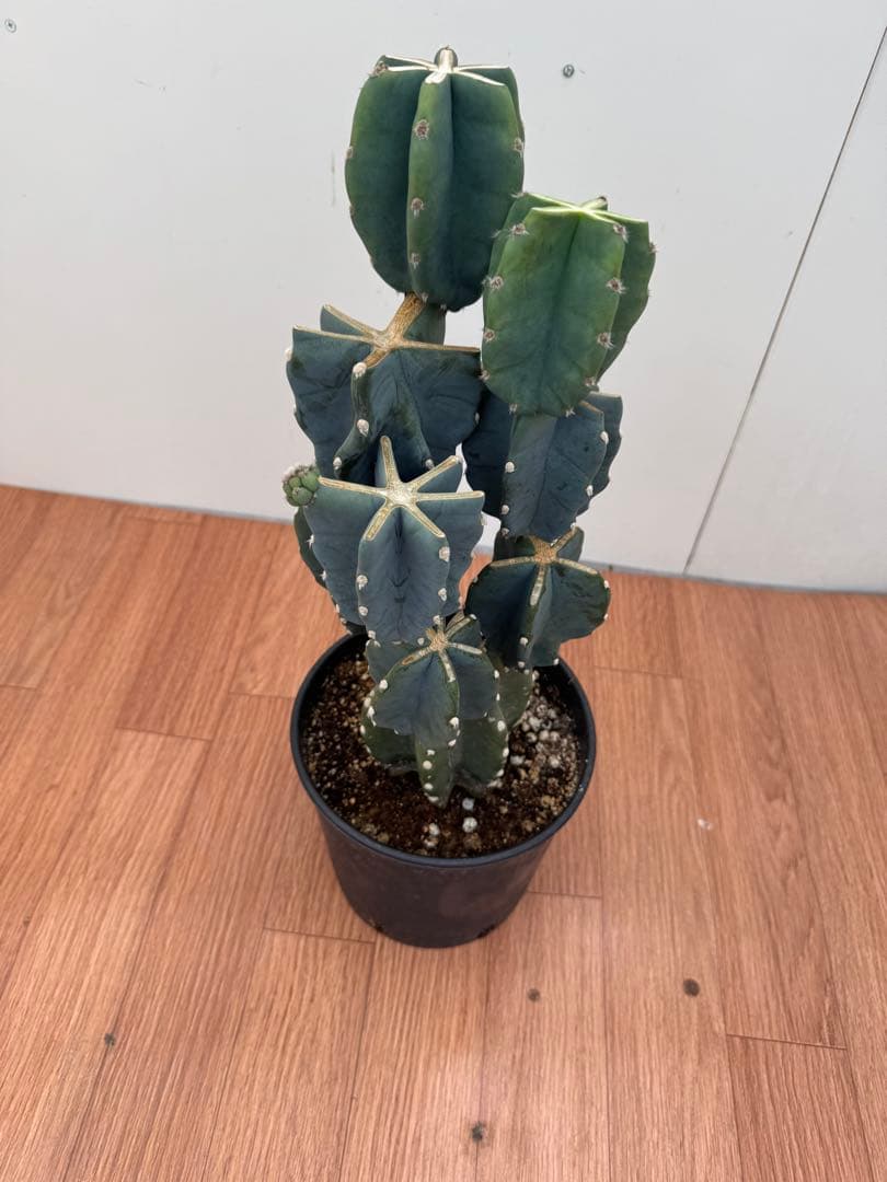 柱サボテン　ブランチ　3