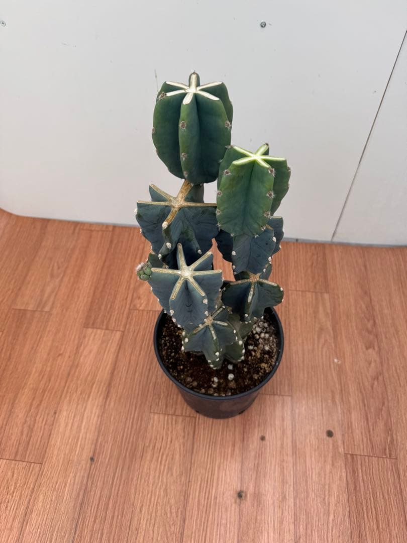 柱サボテン　ブランチ　3