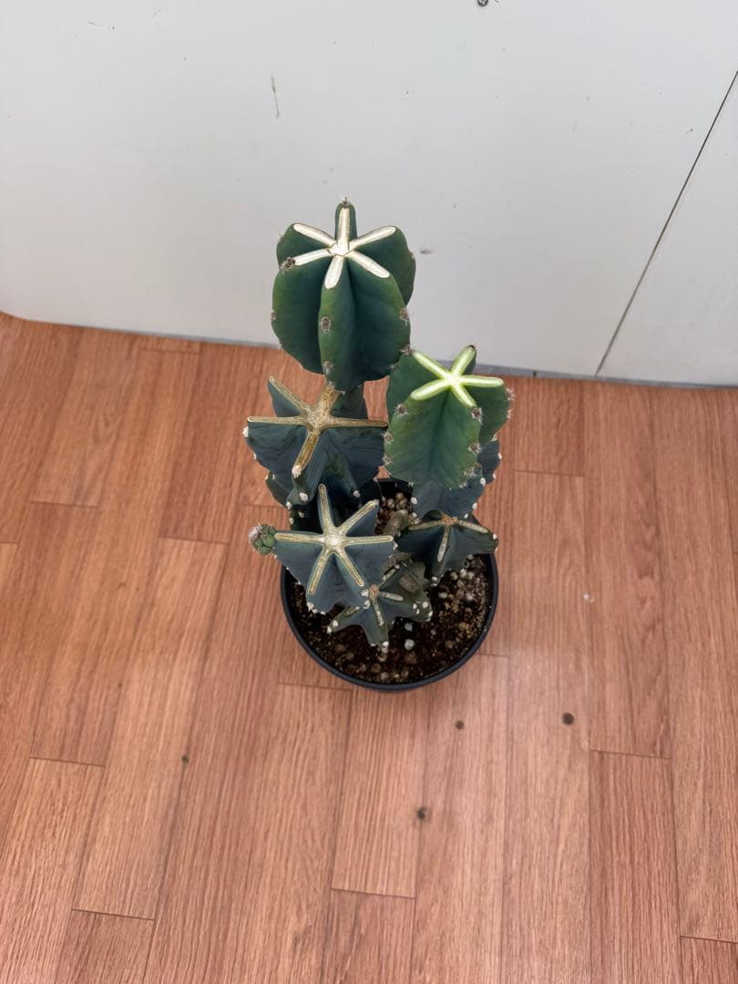 柱サボテン　ブランチ　3