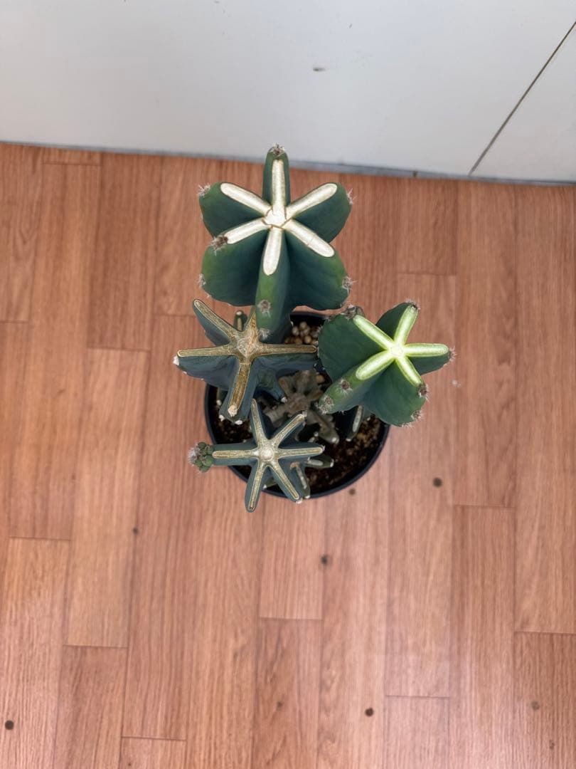 柱サボテン　ブランチ　3