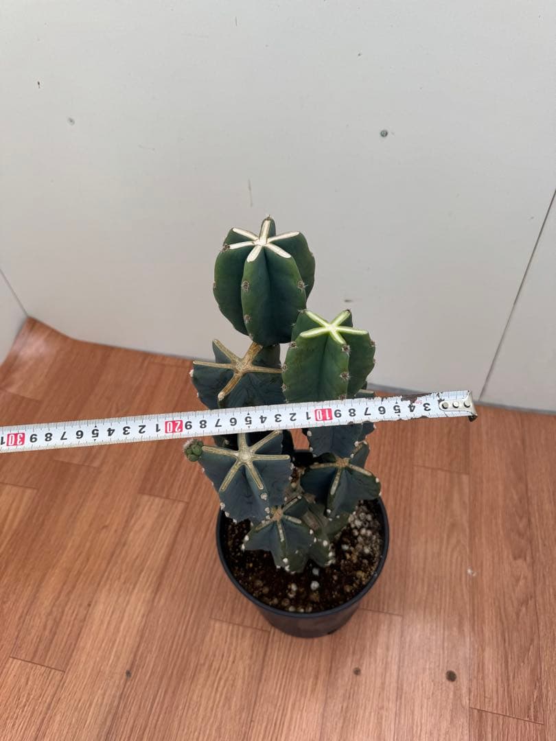 柱サボテン　ブランチ　3