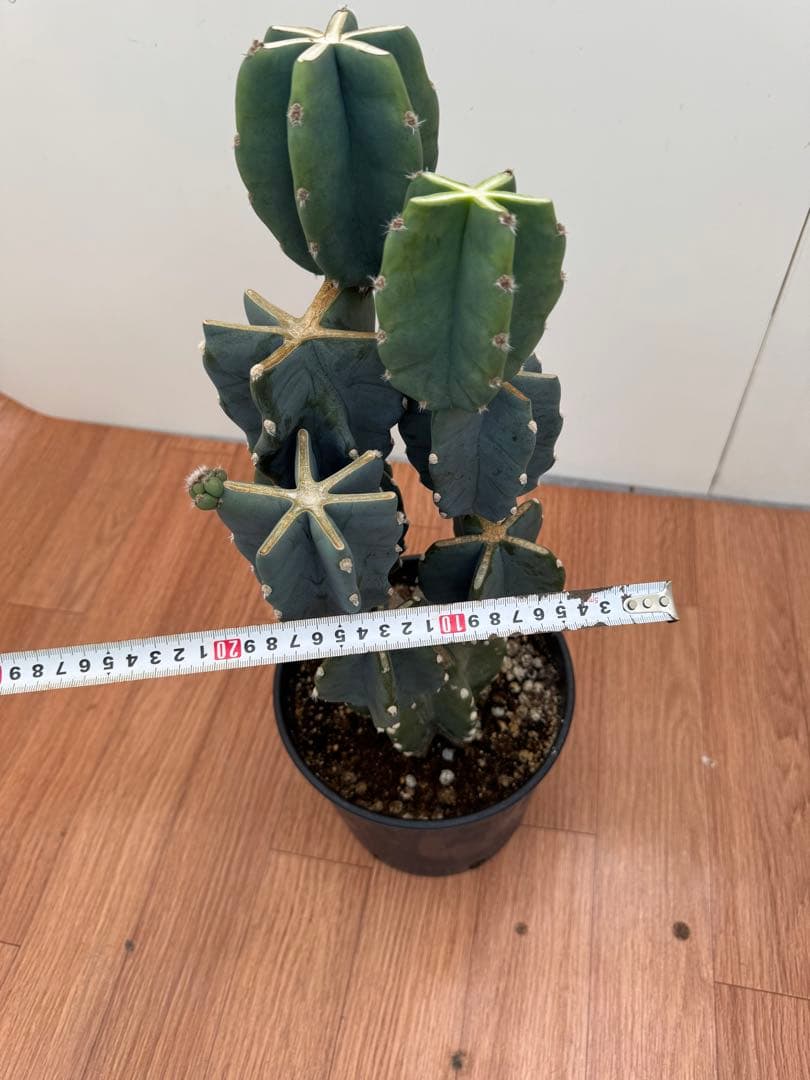 柱サボテン　ブランチ　3