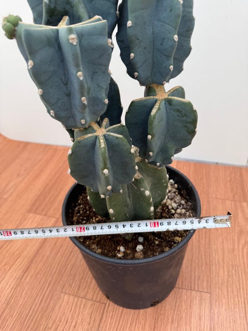 柱サボテン　ブランチ　3