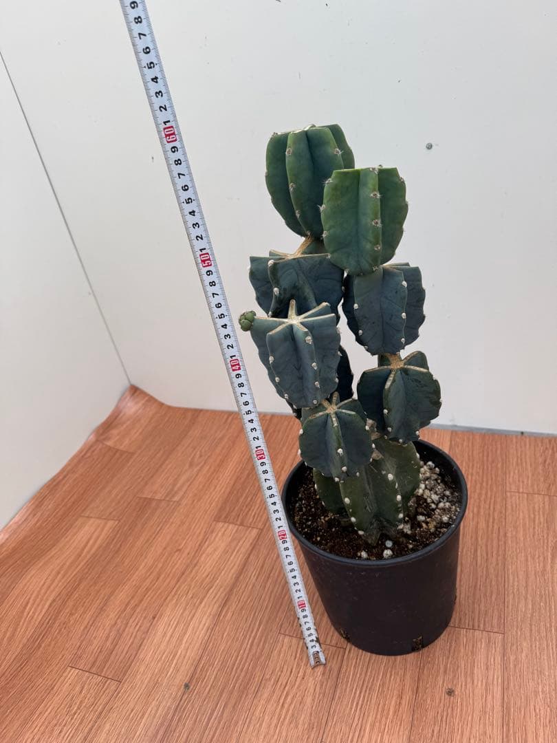 柱サボテン　ブランチ　3