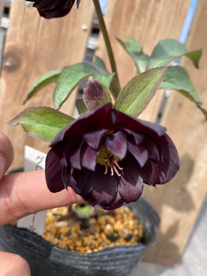 グロッシーカラー　加藤農園