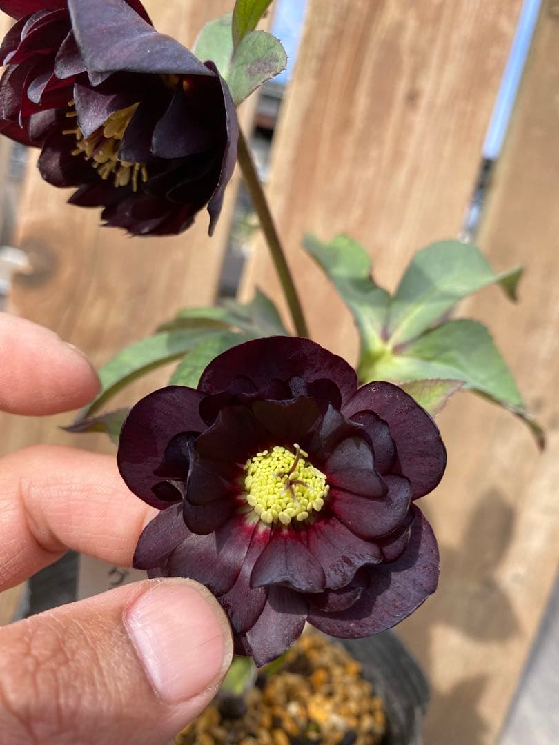 グロッシーカラー　加藤農園