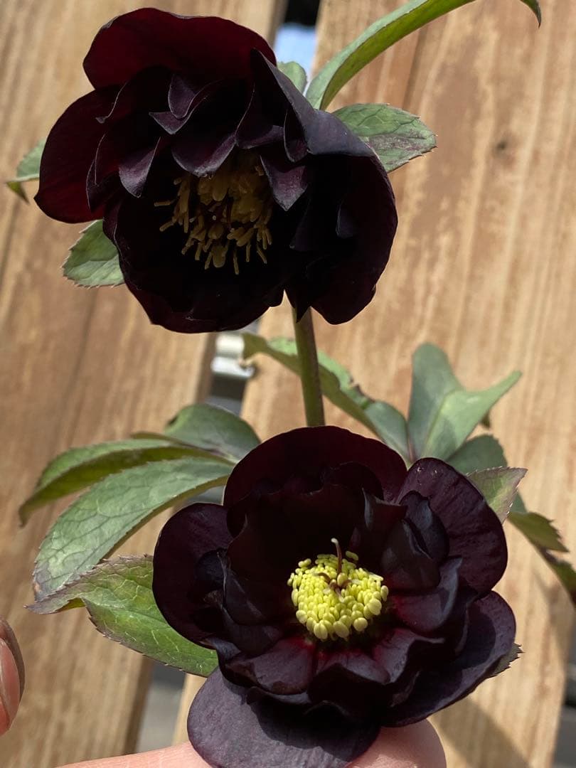 グロッシーカラー　加藤農園