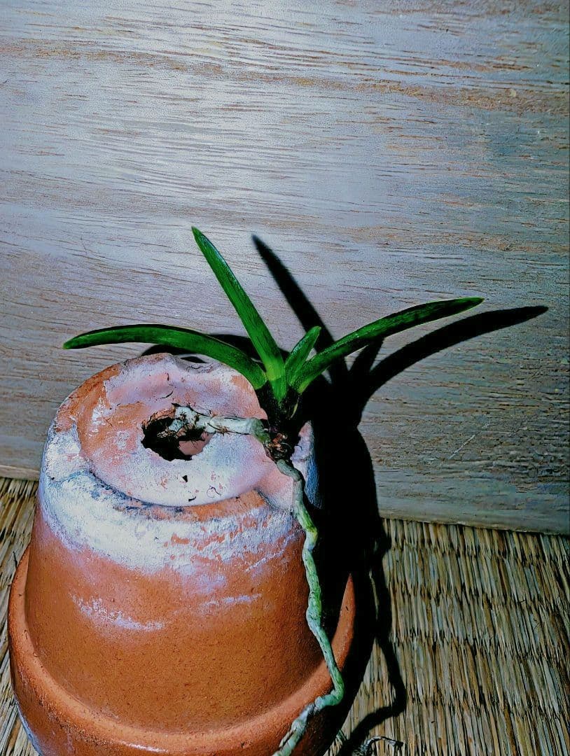 富貴蘭　黒牡丹（群青）④