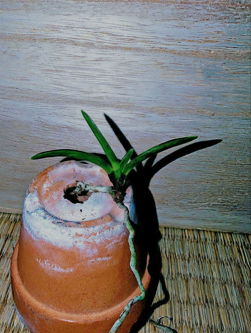 富貴蘭　黒牡丹（群青）④