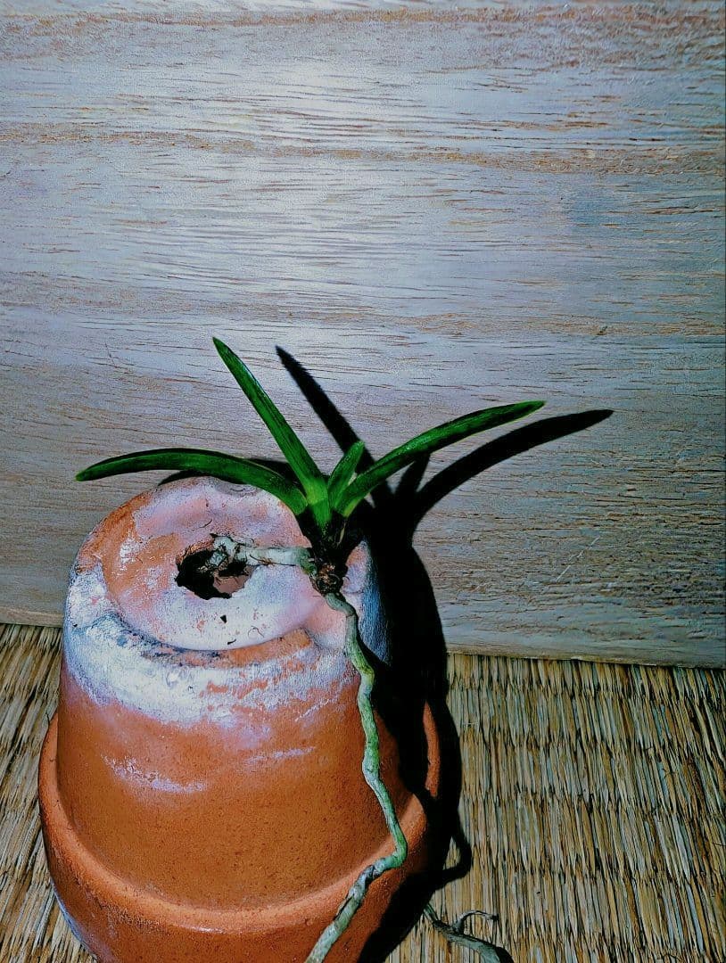 富貴蘭　黒牡丹（群青）④