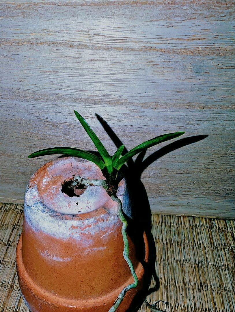 富貴蘭　黒牡丹（群青）④