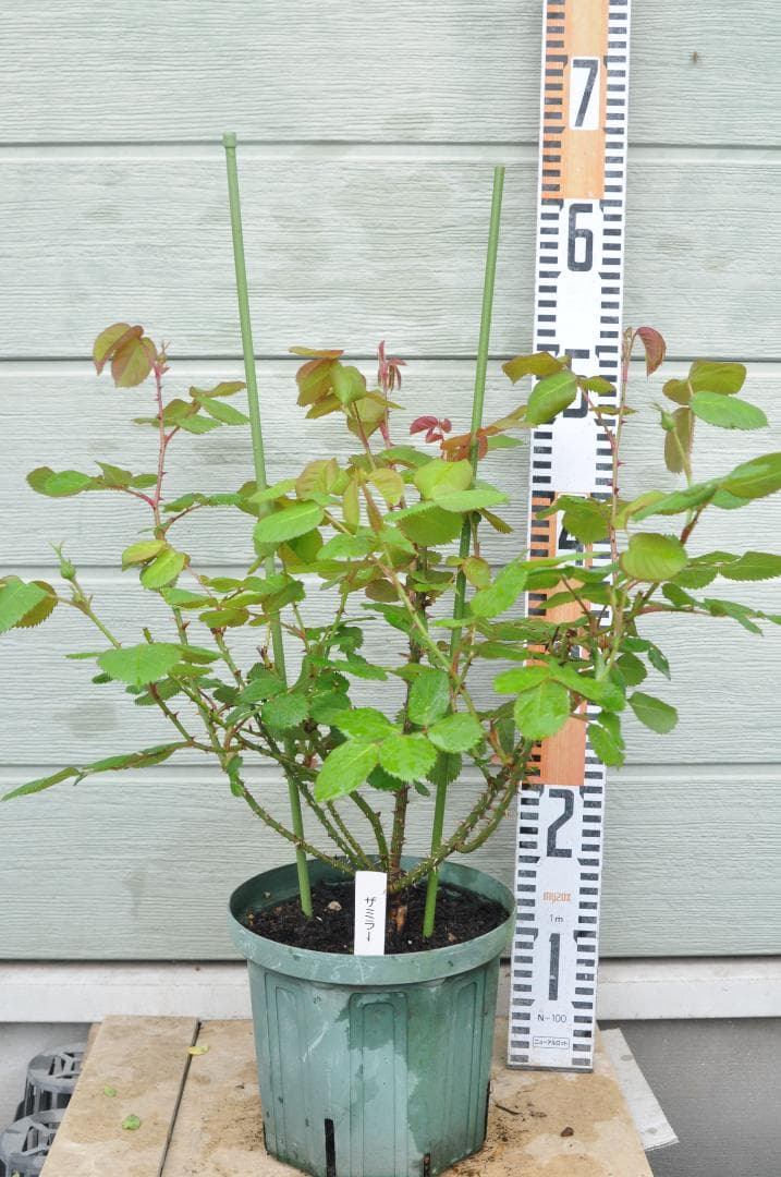 ザミラー　　6号スリット　ER　芽接ぎ苗　イングリッシュローズ