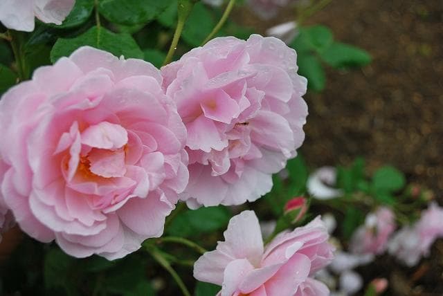 ザミラー　　6号スリット　ER　芽接ぎ苗　イングリッシュローズ