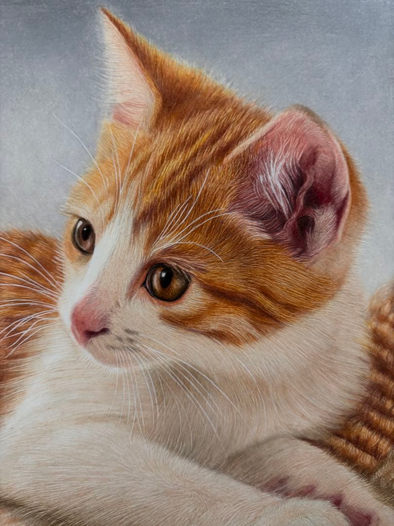 色鉛筆画A4 見つめる猫