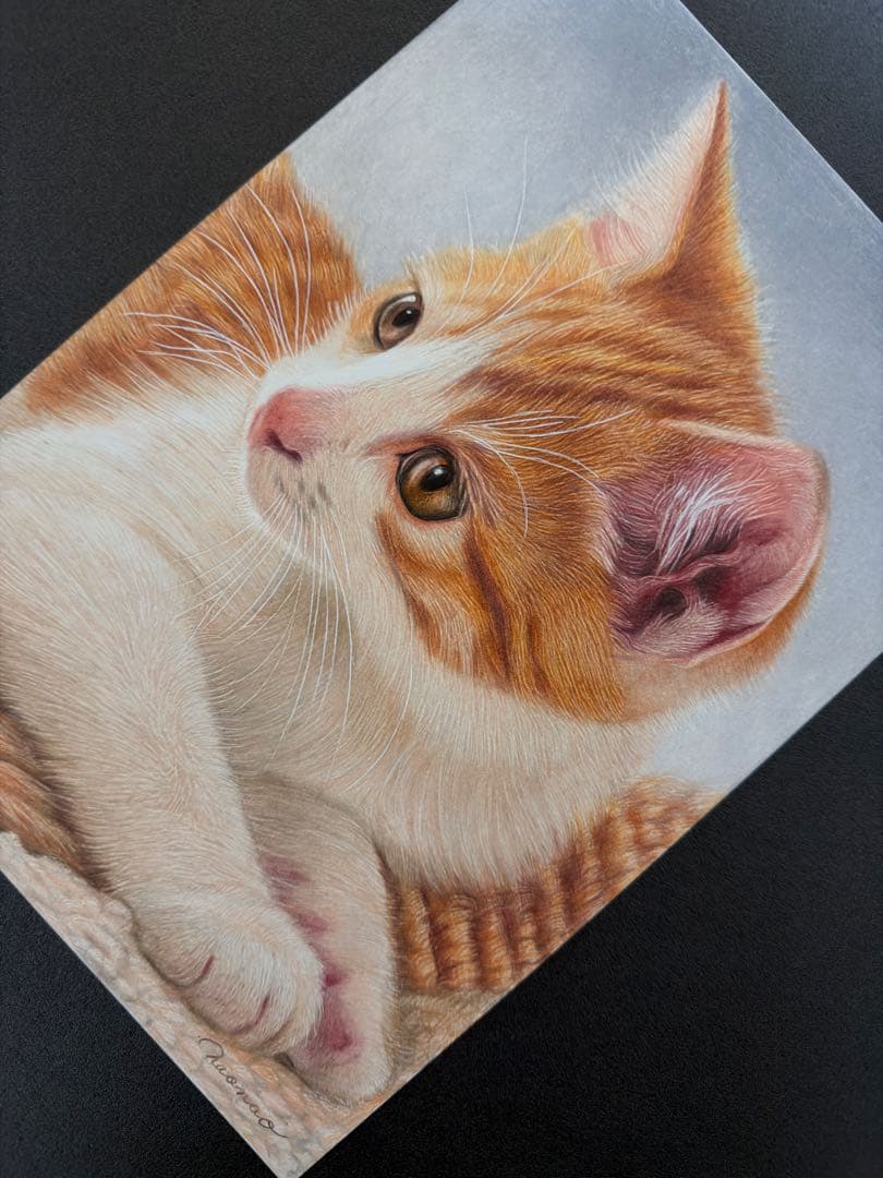 色鉛筆画A4 見つめる猫