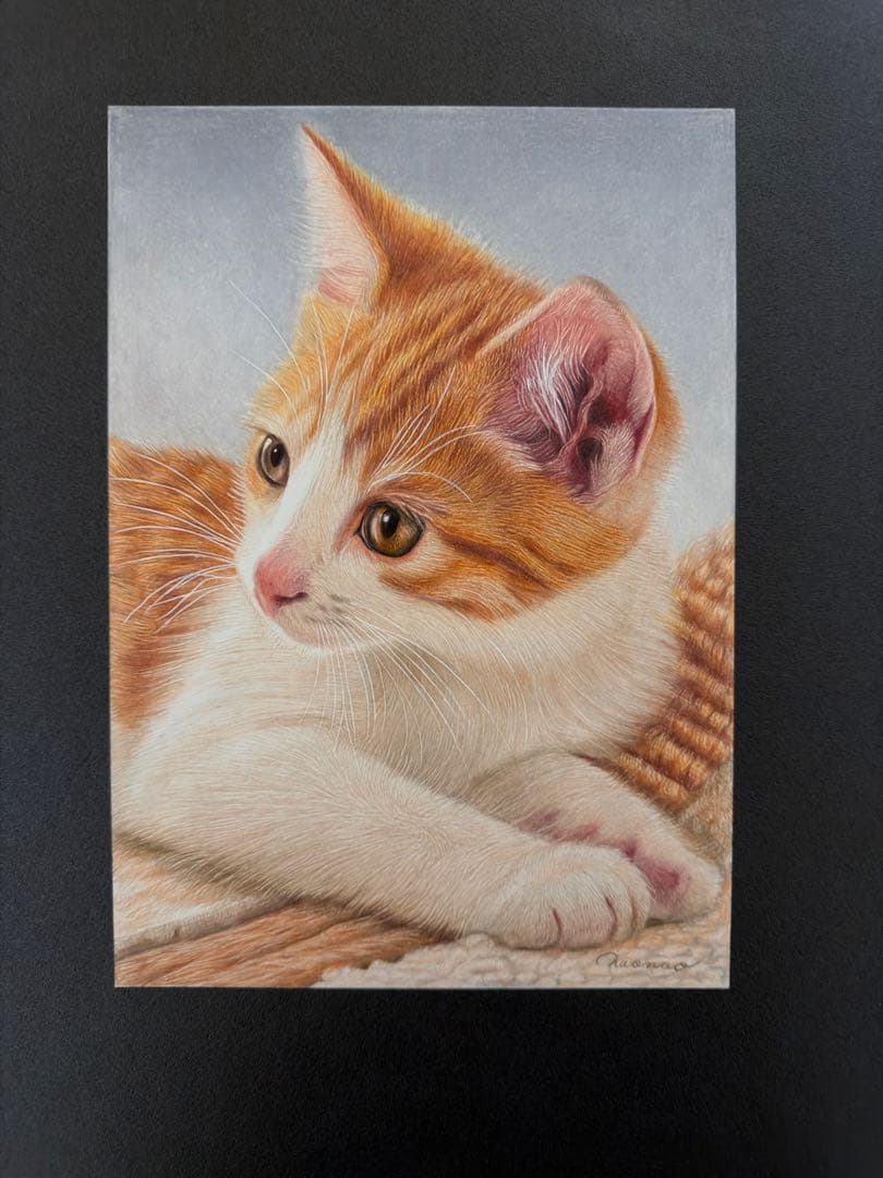 色鉛筆画A4 見つめる猫