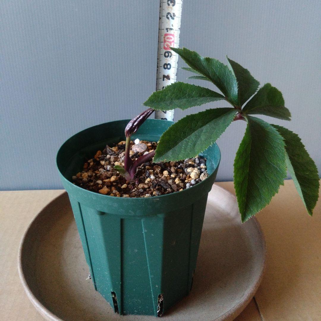 《らいそら》クリスマスローズ　原種交配苗‐②　育成用