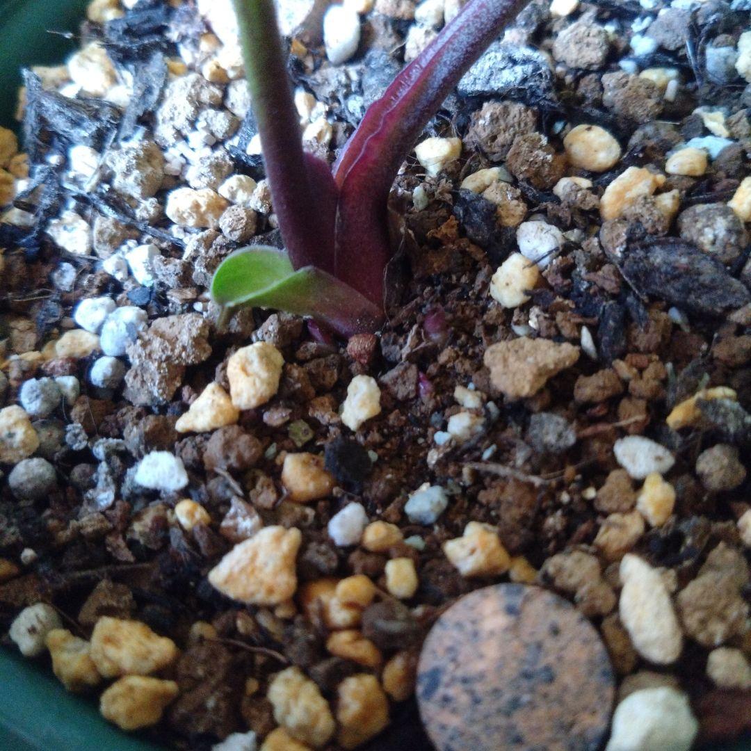 《らいそら》クリスマスローズ　原種交配苗‐②　育成用