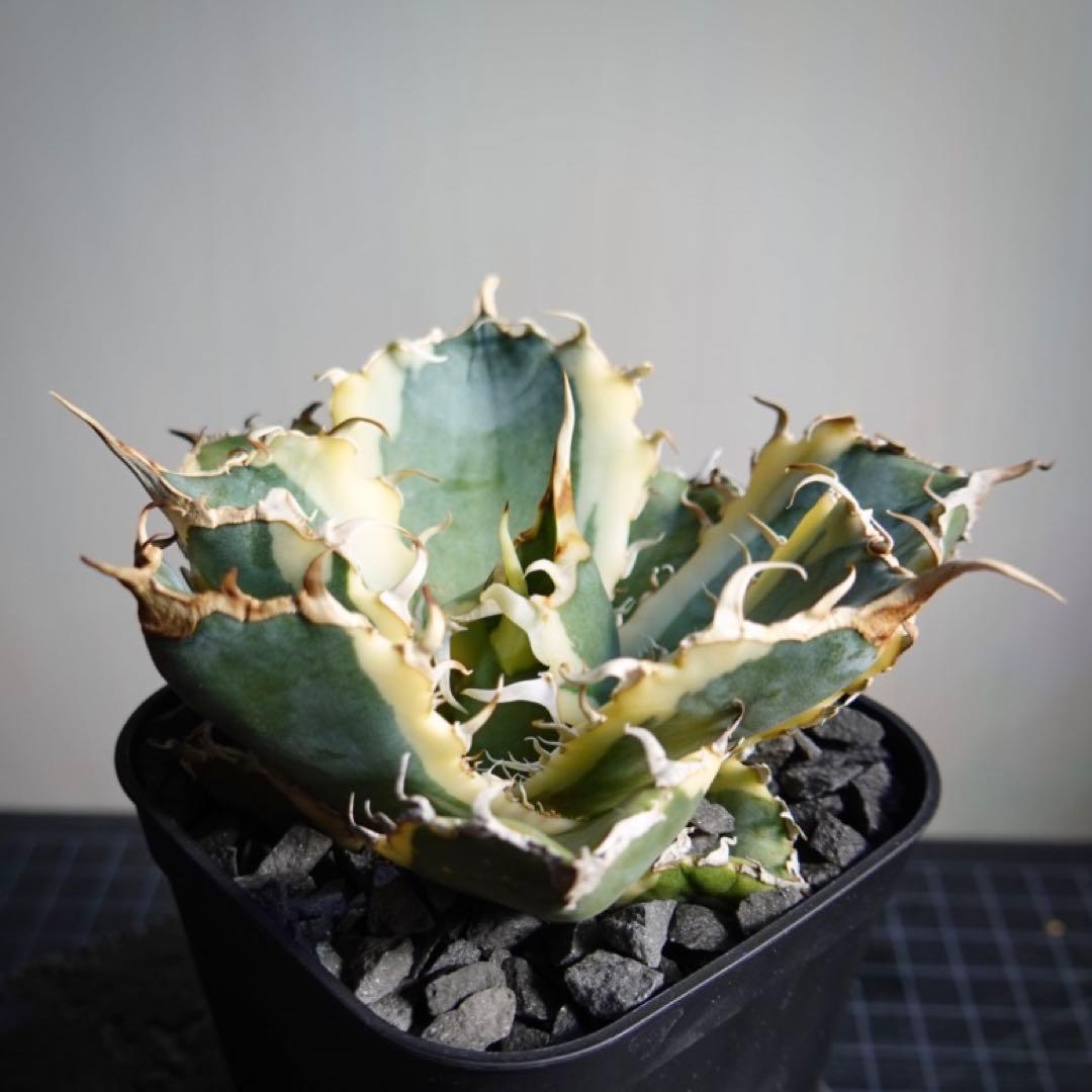 2235【メルカリ便】【鉢のまま発送】 アガベ チタノタ 白鯨錦 斑入り