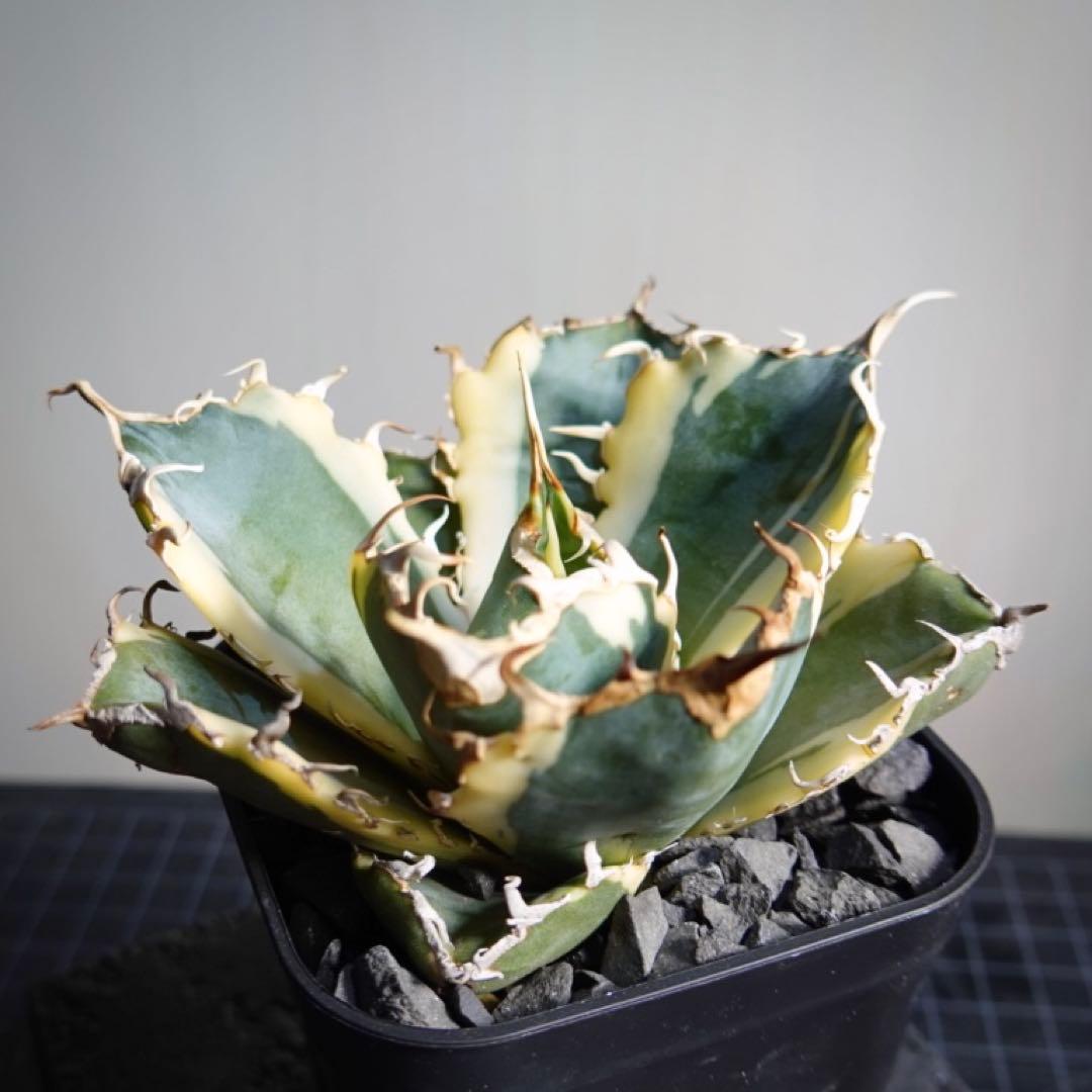 2235【メルカリ便】【鉢のまま発送】 アガベ チタノタ 白鯨錦 斑入り