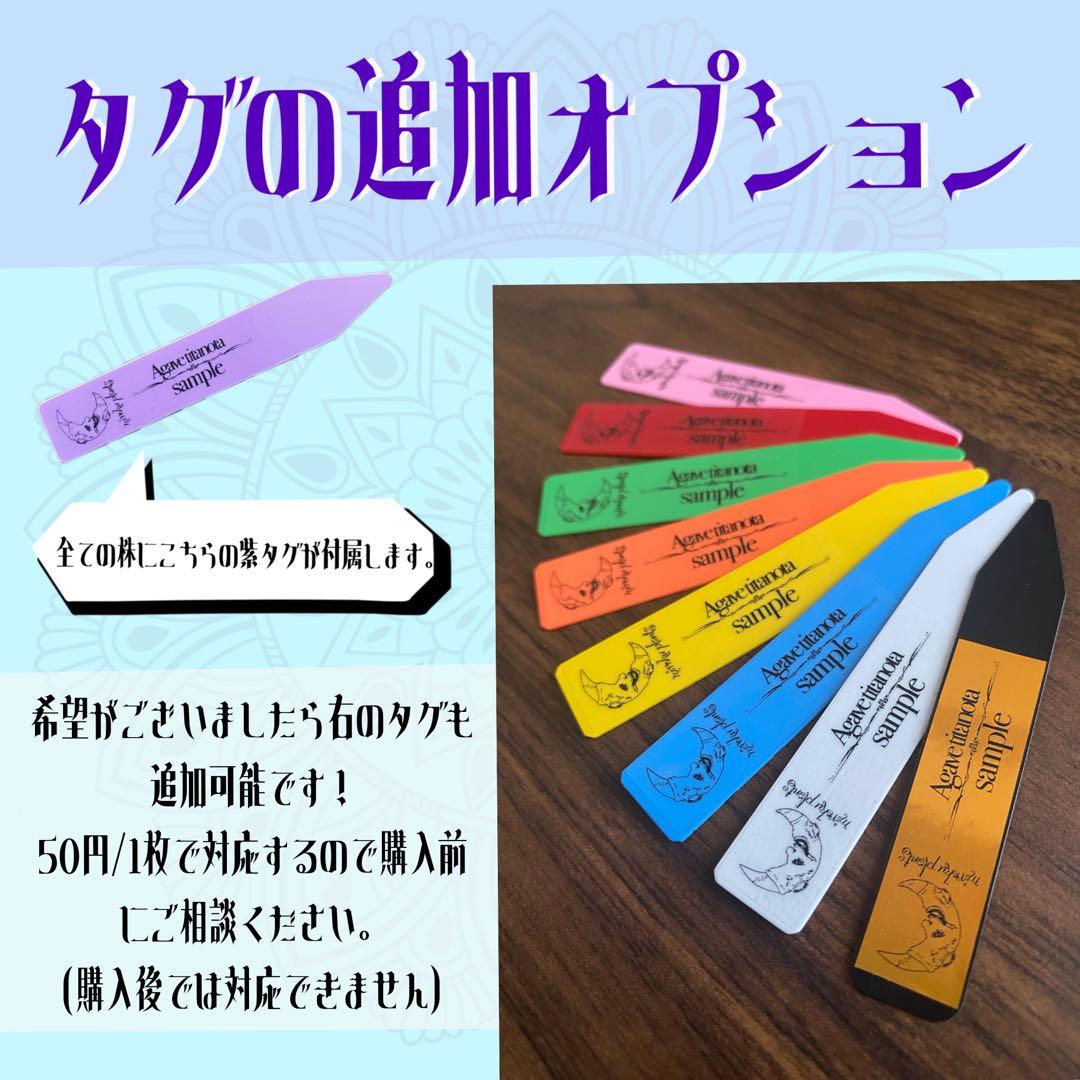 2235【メルカリ便】【鉢のまま発送】 アガベ チタノタ 白鯨錦 斑入り