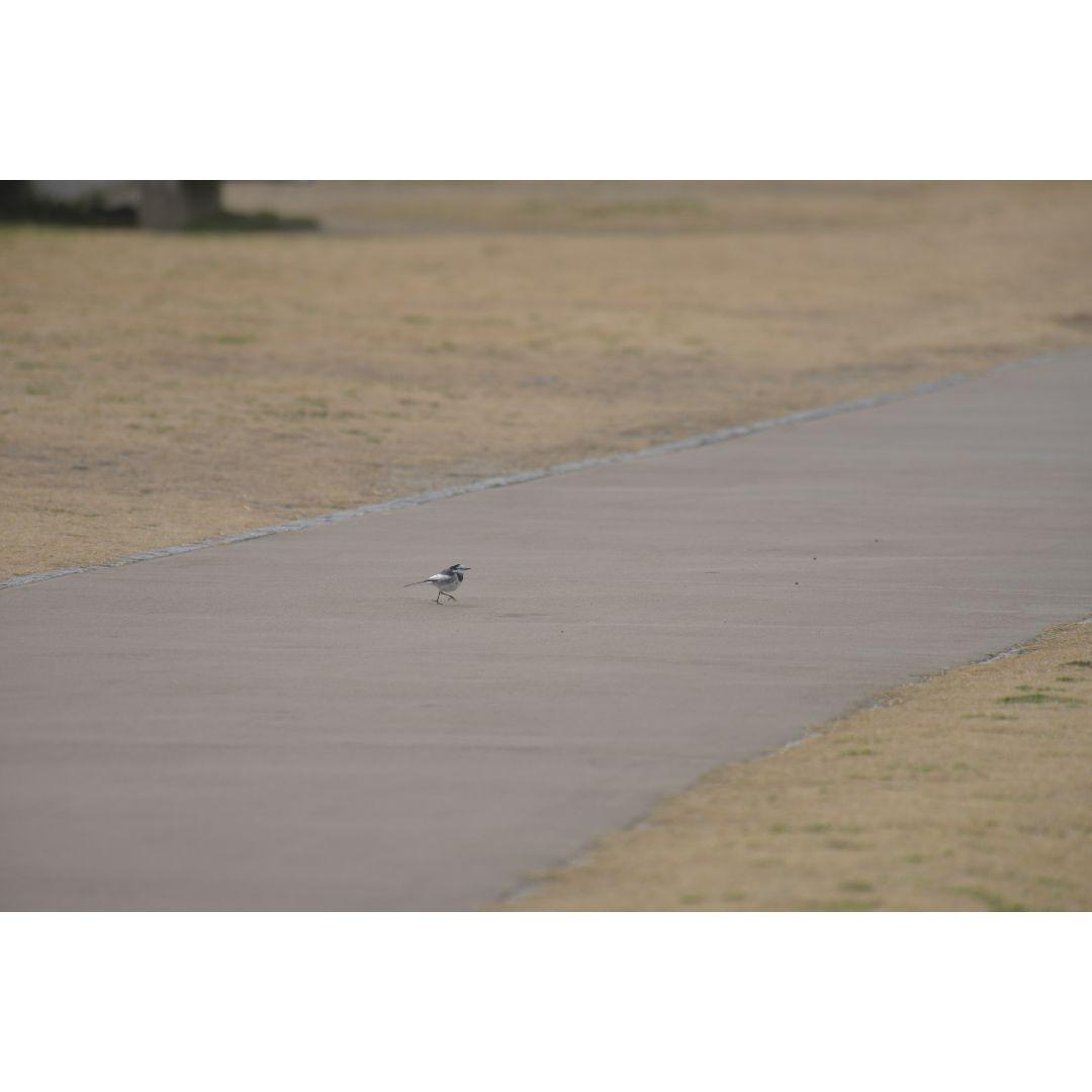 ❤即購入1000円OFF❤Nikon AF 80-400mm VR 超望遠レンズ