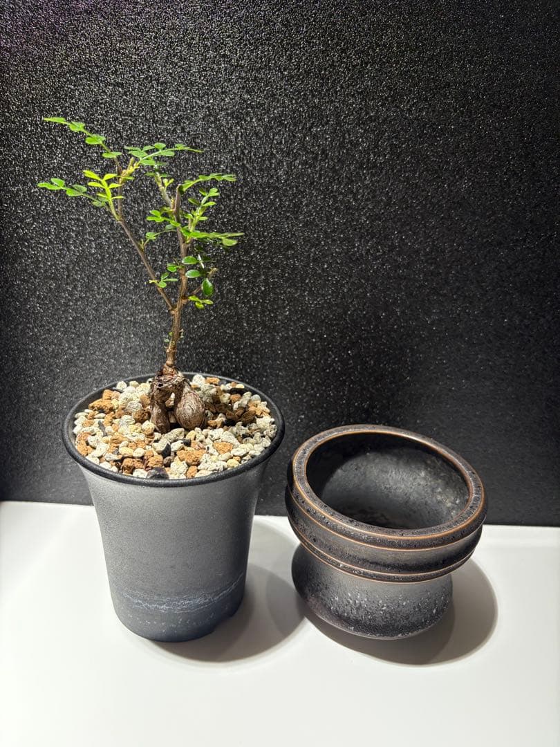 オペルクリカリア　デカリー　パワータンク