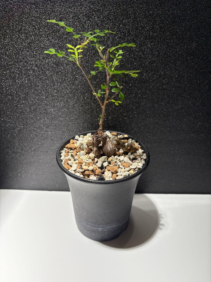 オペルクリカリア　デカリー　パワータンク