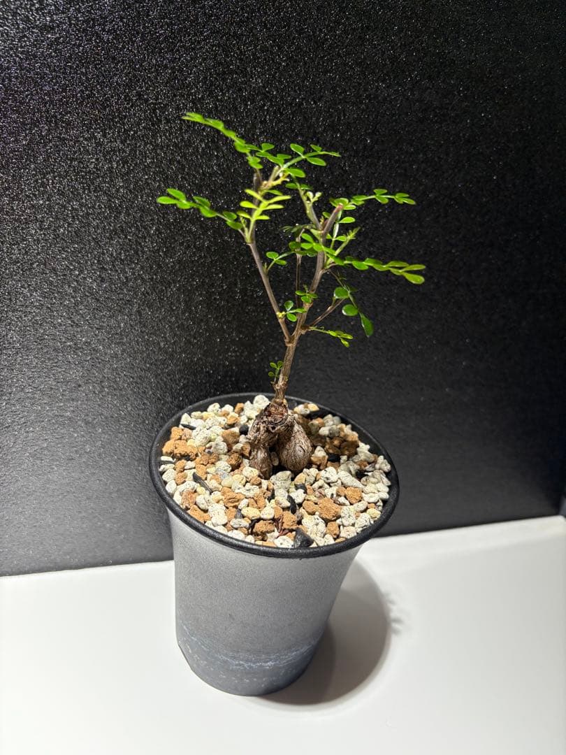 オペルクリカリア　デカリー　パワータンク