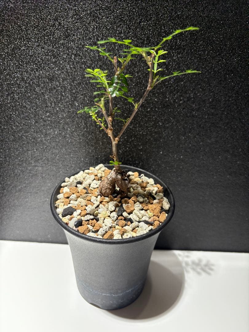 オペルクリカリア　デカリー　パワータンク