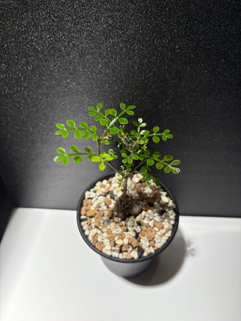 オペルクリカリア　デカリー　パワータンク