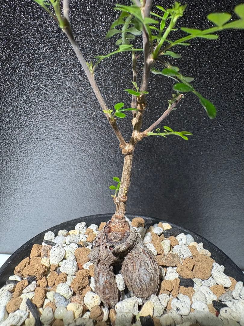 オペルクリカリア　デカリー　パワータンク