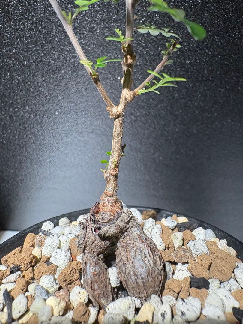 オペルクリカリア　デカリー　パワータンク