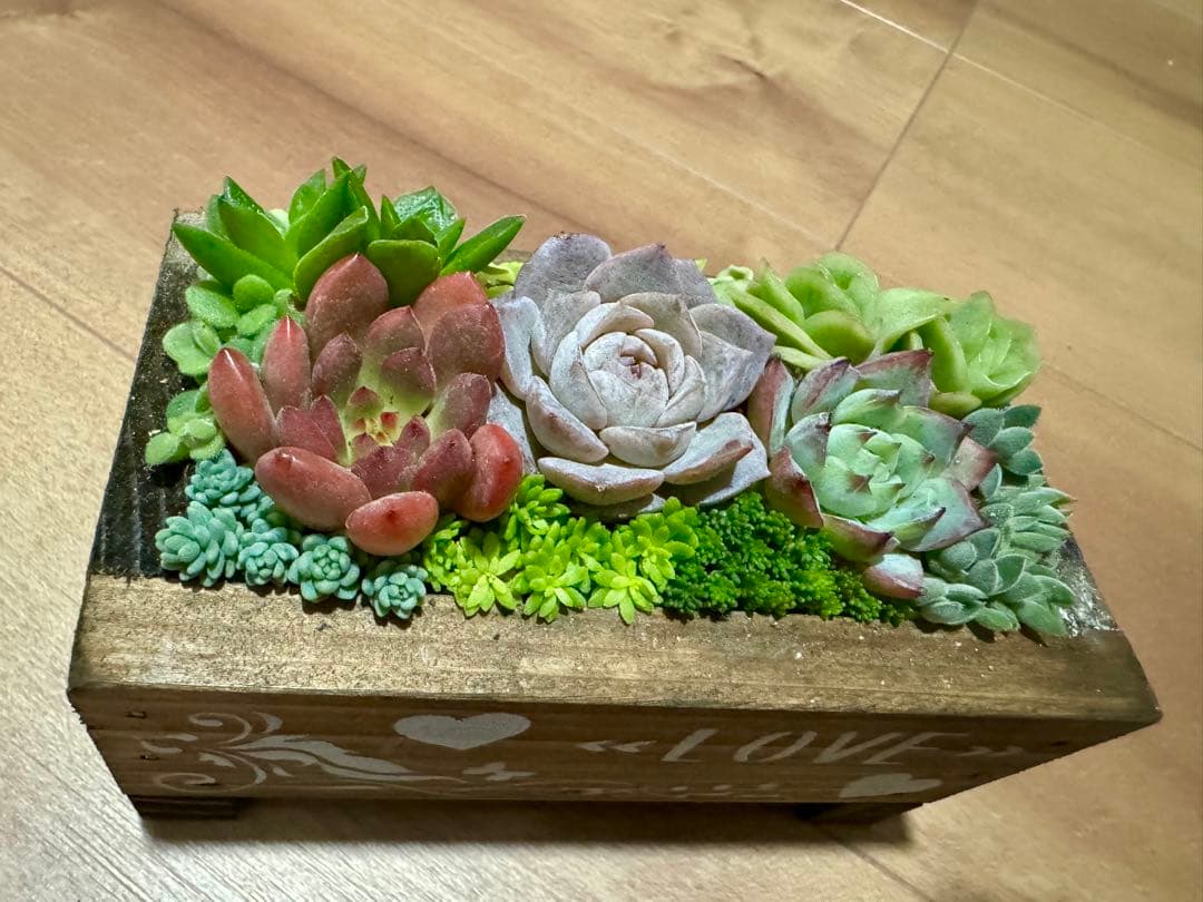 多肉植物 寄せ植え 木箱 アイスローズ ステンシル 木工 ちまちま寄せ